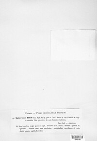 Sphaeropsis sapinea image